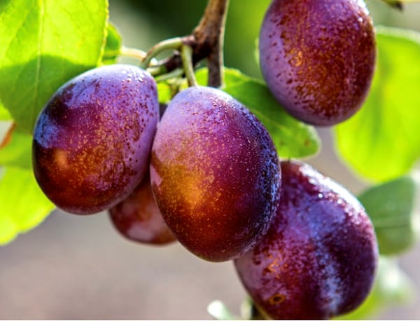 Taylor-plums.png