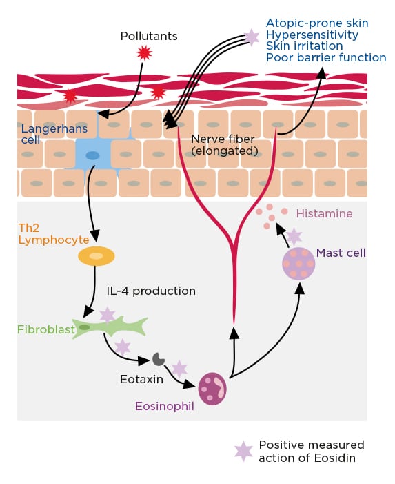 Eosidin-Mechanism-of-action.jpg