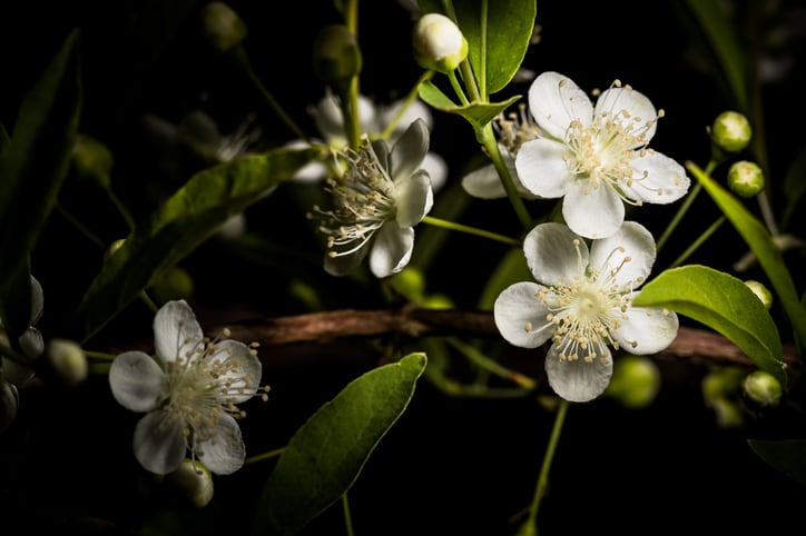 Botanicals ‘likely to be the future of sunscreens’ – Review