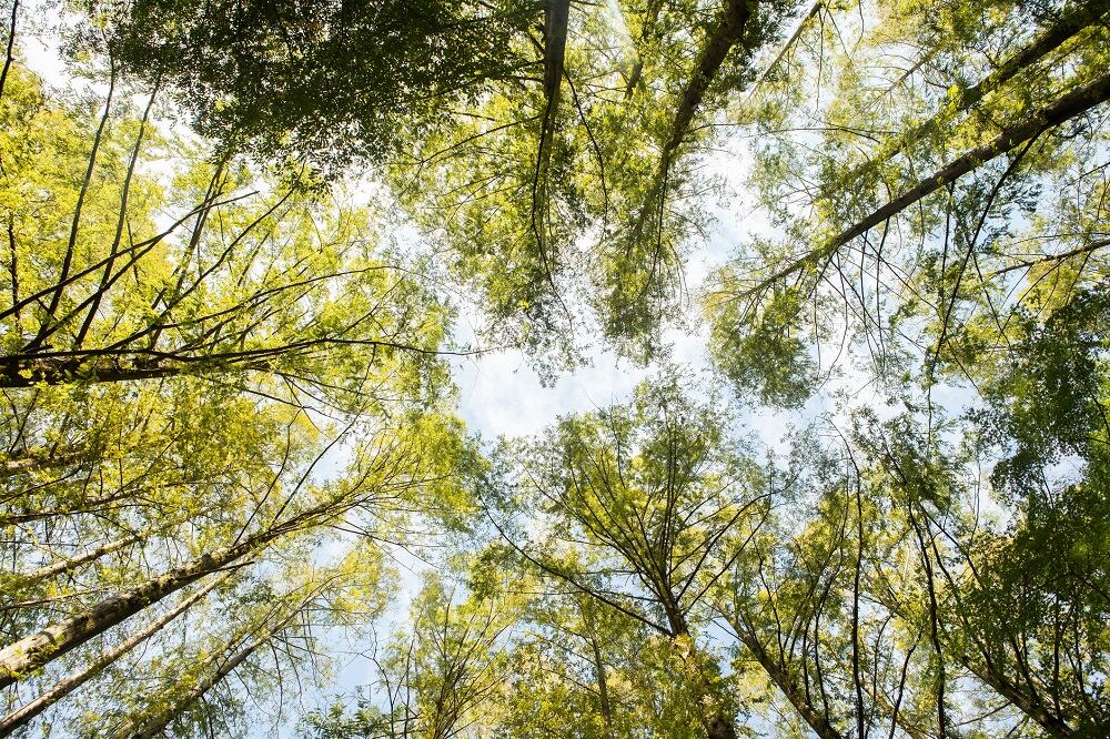 Herbal-Essences-and-TerraCycle-ready-to-Renew-the-Forest.jpg