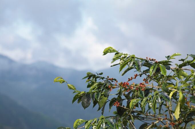 Study shows coffee berry extract could have anti-aging, hair loss potential