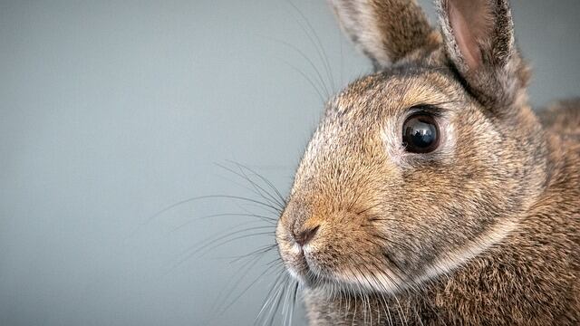Coty wants to lead the beauty industry into a cruelty-free future
