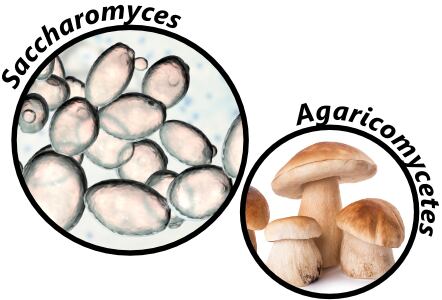 3-yeast.png
