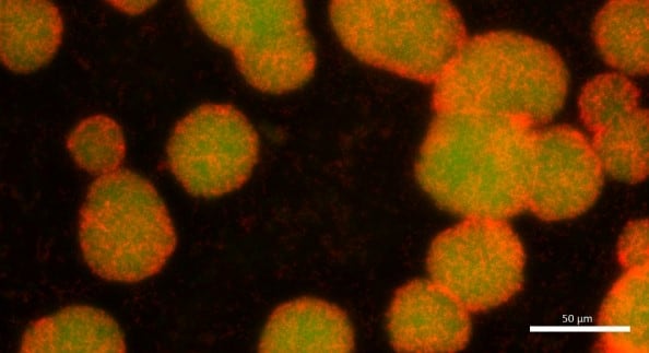 Erylite-10-_1-min-fluorescence-microscopy.jpg