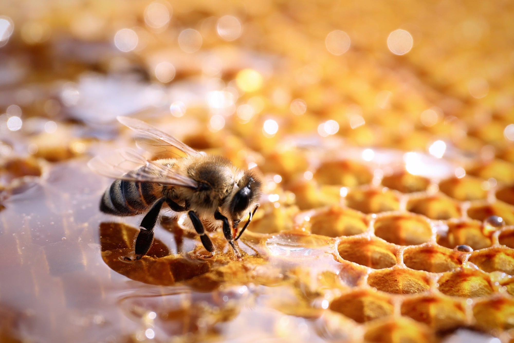 Literature review maintains beeswax can also 'effectively protect skin barrier,' 'manage psoriasis,' and 'treat dermatitis in burns'