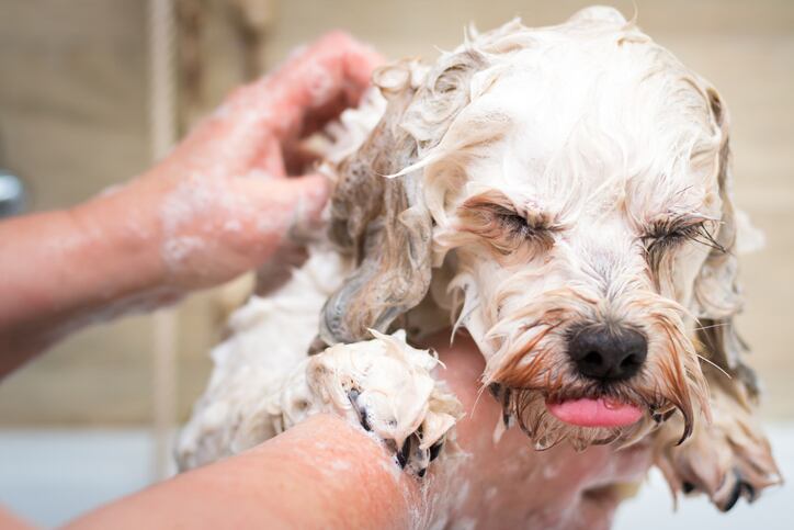 Horizon beauty trends: Pet care, lab-grown ingredients and skin care cycles