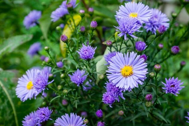 This-Month-in-Fragrance-September-2019.jpg