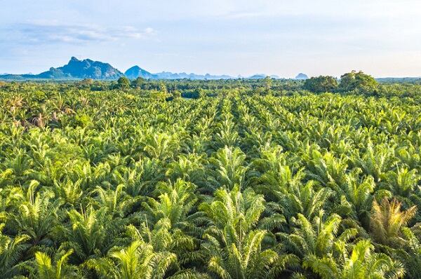 Peru commits to eliminating deforestation for palm oil plantations