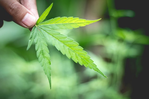 Cannabis Beauty without the Cannabis: A big ingredient trend at Suppliers’ Day
