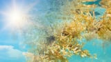 Breaking it down: A review of biofermentation