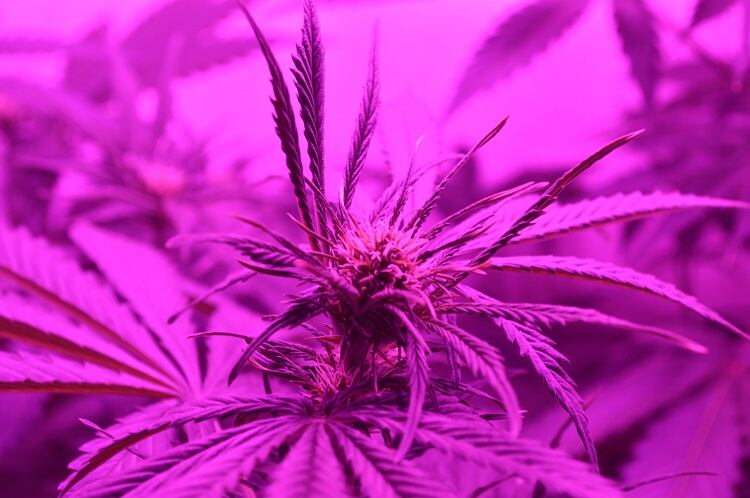 CBD: the beauty ingredient trend that can’t be stopped