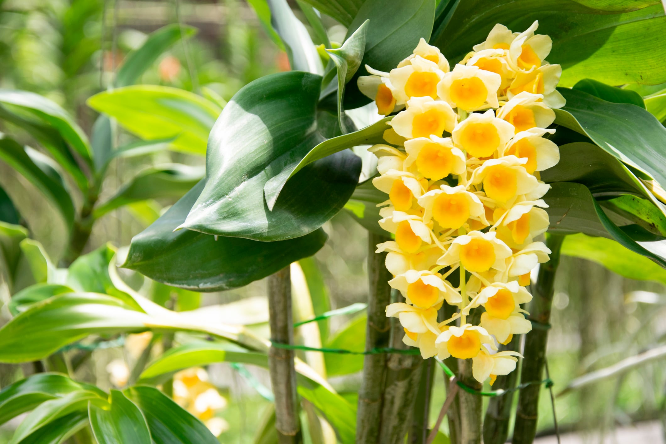 First-time study of D. sulcatum Orchid extract demonstrates anti-aging, anti-inflammatory properties 
