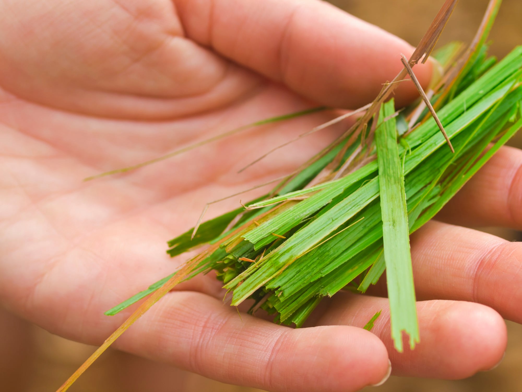 Lemongrass essential oil may serve as skin protectant
