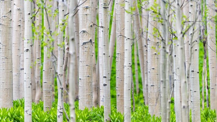Beauty Labeling Innovation: Great Lakes Veneer launches wood-grain paper