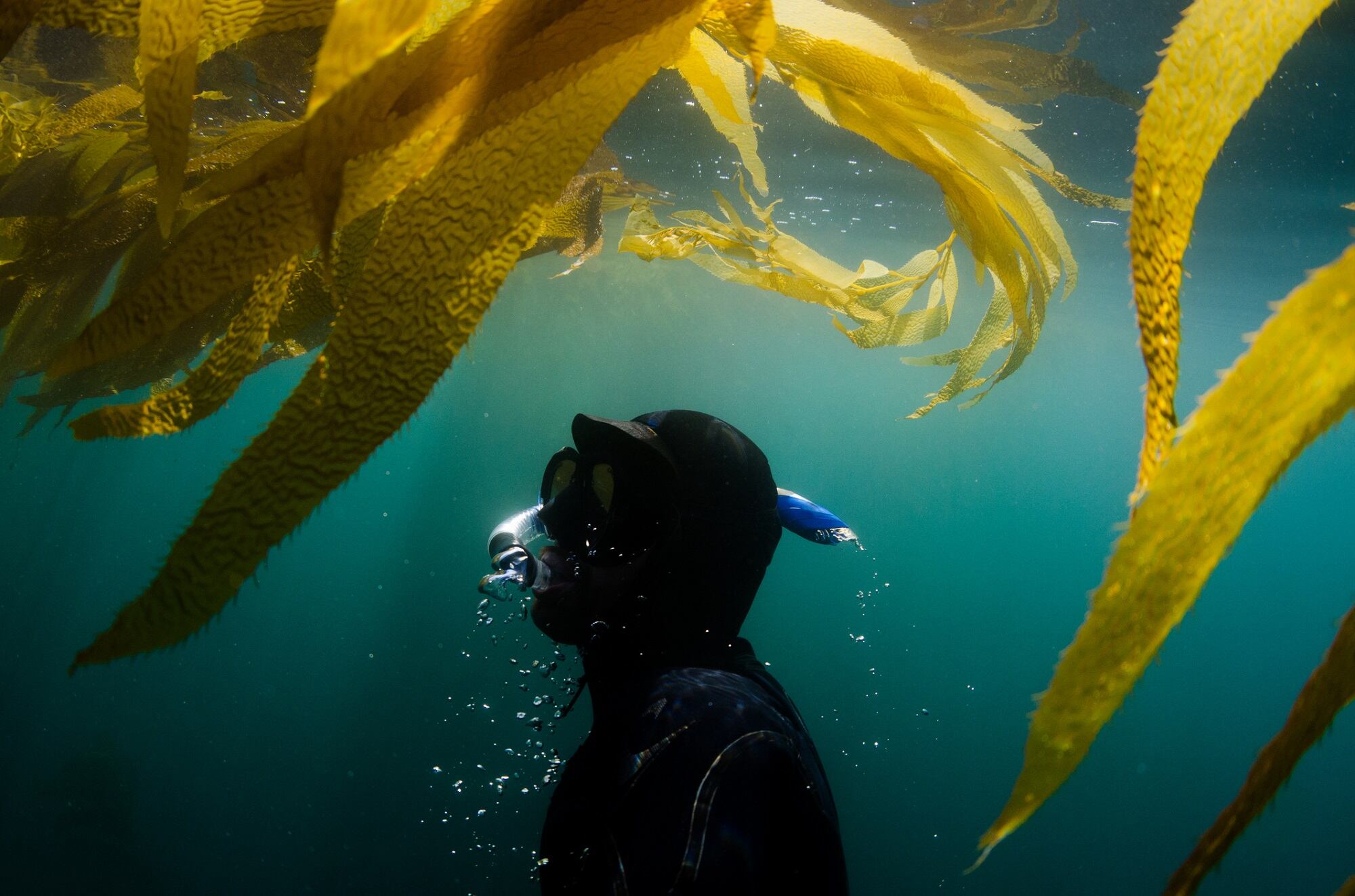 Big-Kelp-Hydration-Infusing-sustainability-and-transparency-into-skin-care.jpg