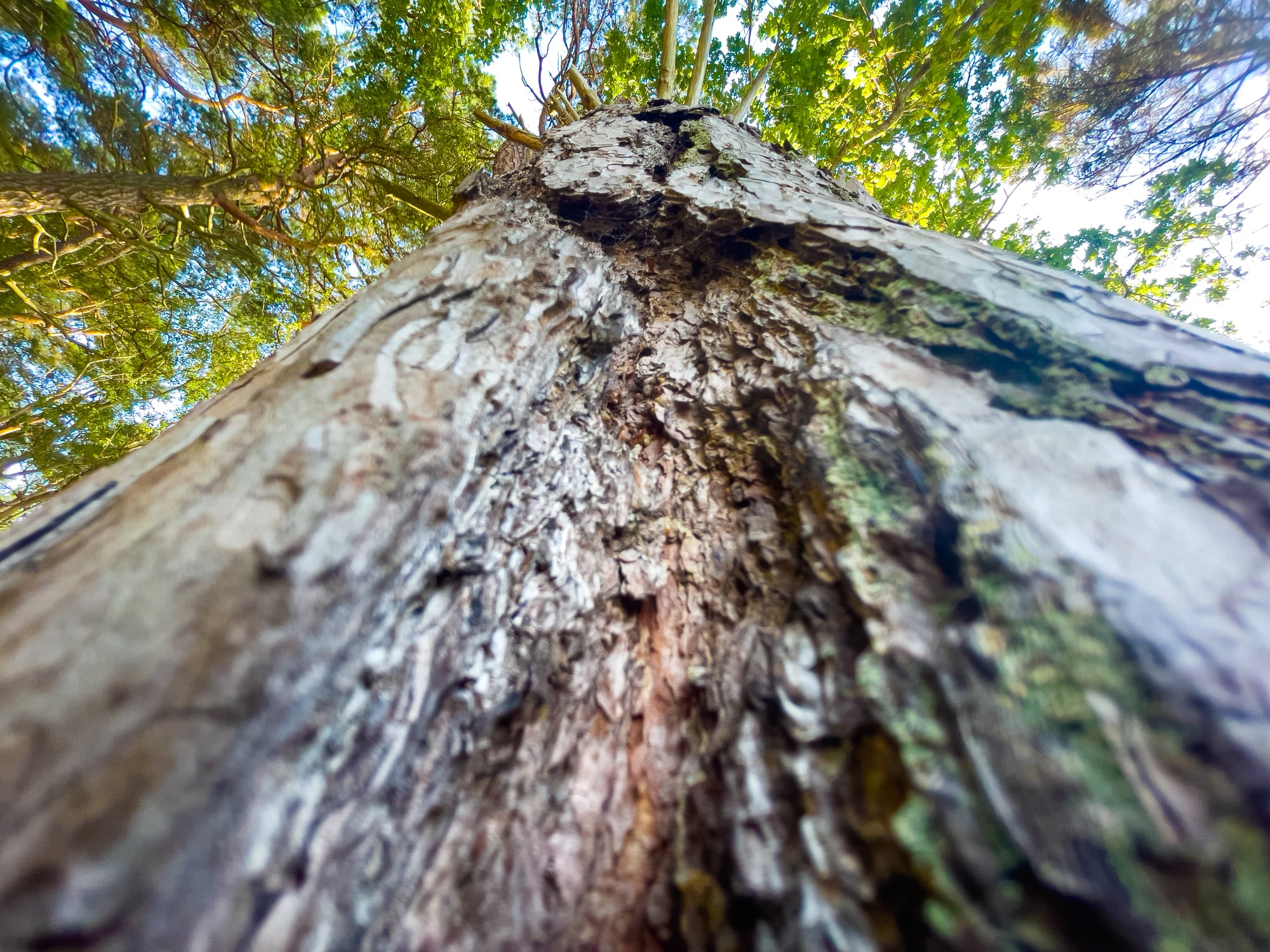 Thick, rugged bark of an old maritime pine (pinus pinaster) seen from below.