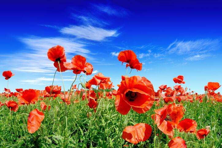 Flower extracts promising as natural multi-functional cosmetic dyes: Study