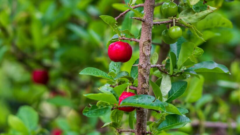 Acerola small cherry fruit on the tree. Acerola cherry is high vitamin C and antioxidant fruits.