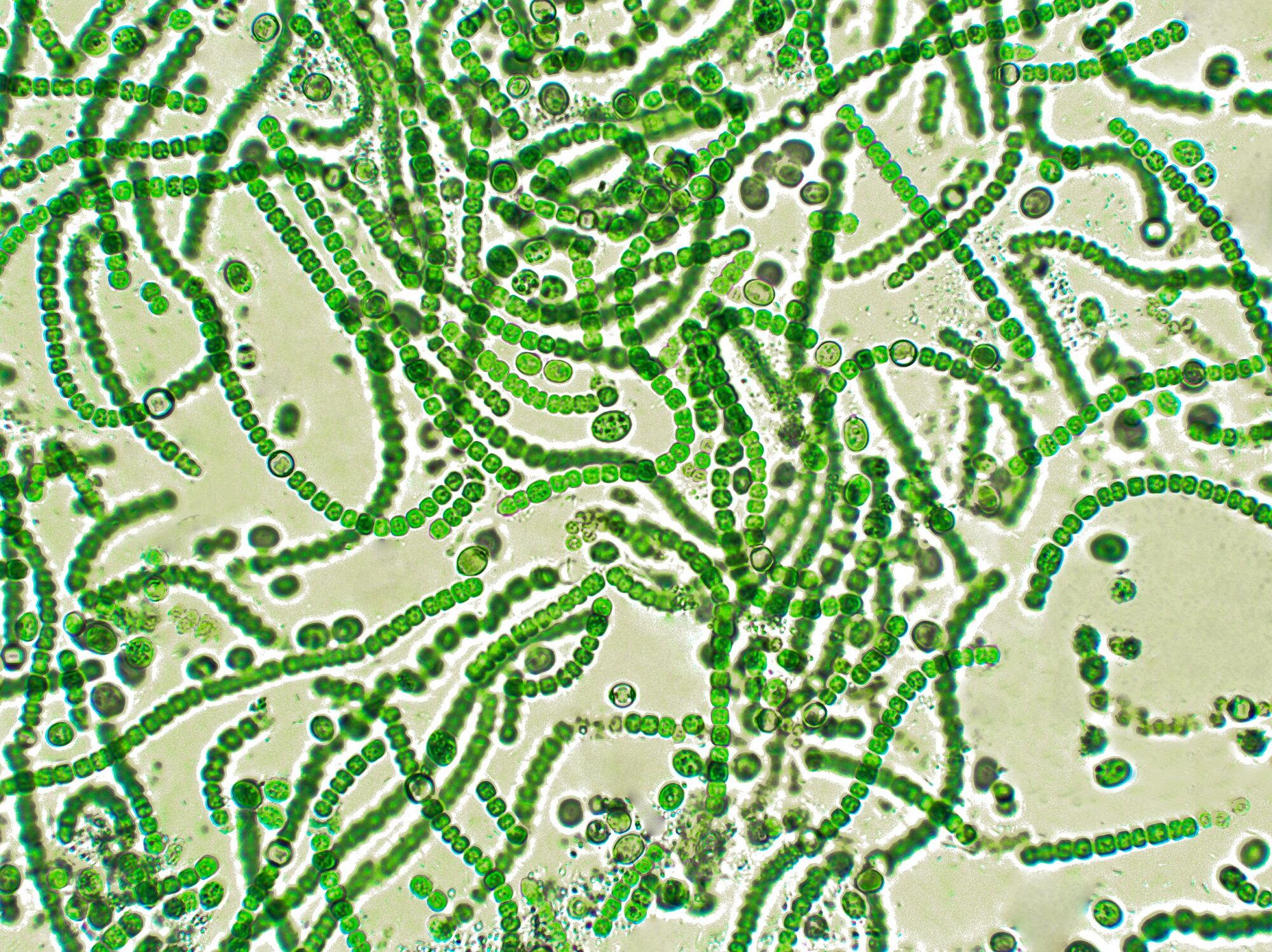 Study reveals best practices to yield promising bioactive ingredients from cyanobacteria