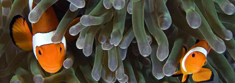 SensAmone-P5-calms-sensitive-skin.jpg