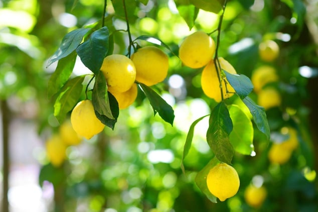Givaudan donates $3.5 million to protect citrus 
