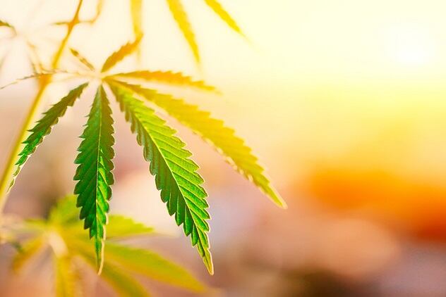 ARLO Beauty to launch CBD sun care product
