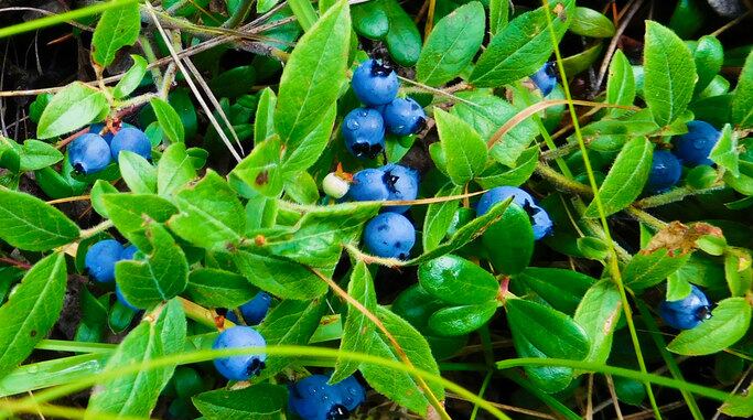 Study: Wild blueberry extract may promote wound healing