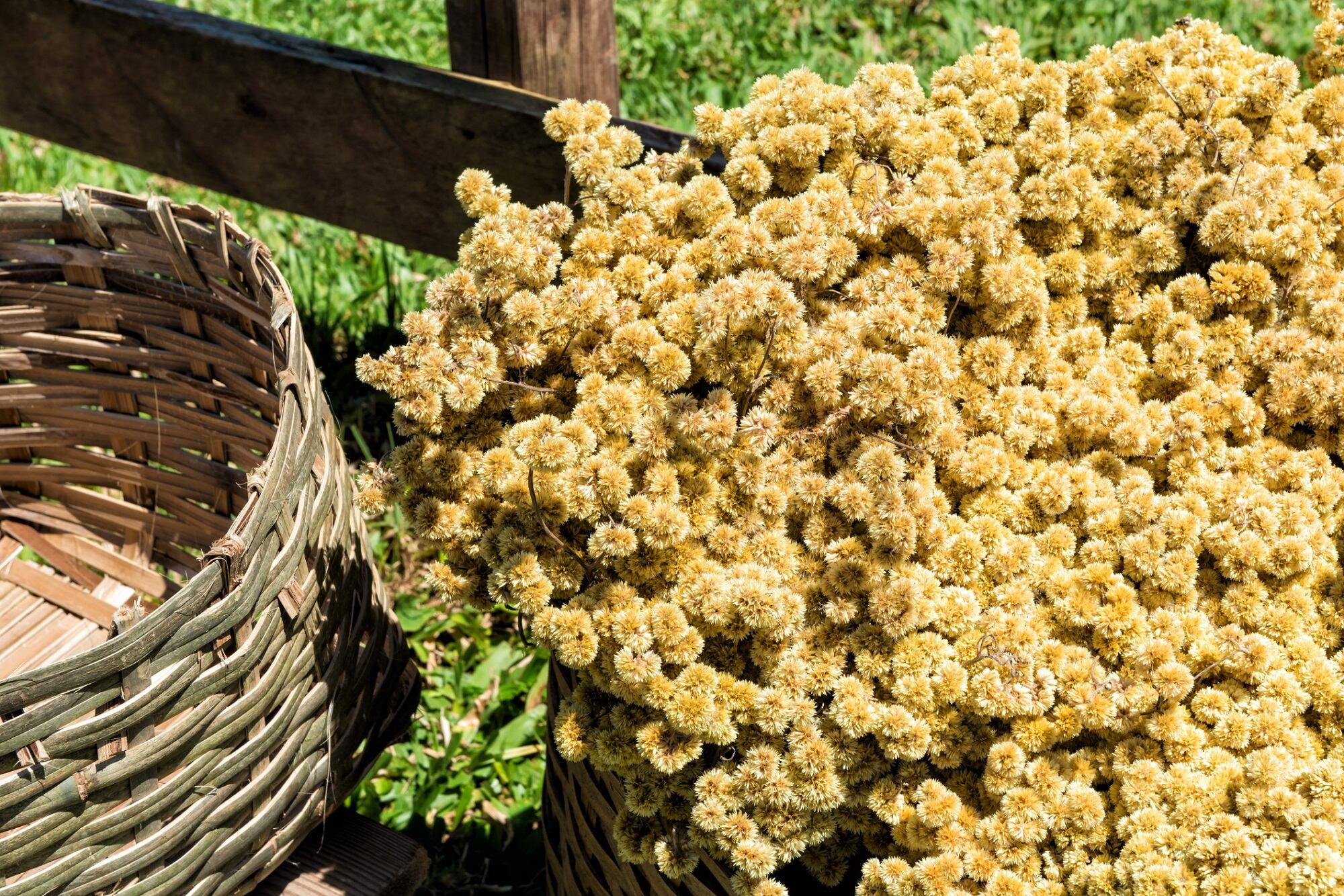 Results show Achyrocline saureioides extract 'could be used as a safe hypoallergenic natural preservative' in cosmetics