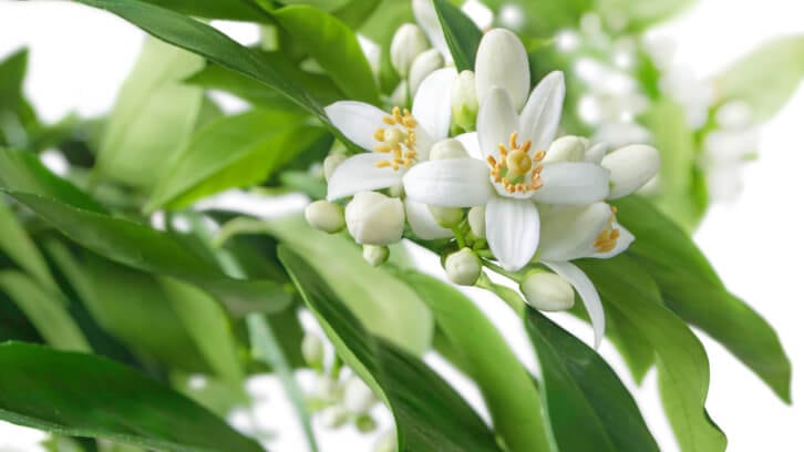 Mitigating-the-impact-of-climate-related-challenges-for-natural-ingredients-supply.jpg