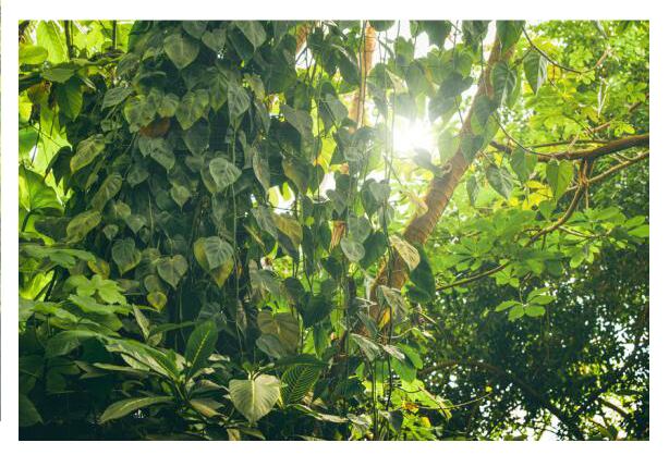 Givaudan launches Brazilian botanical extract collection