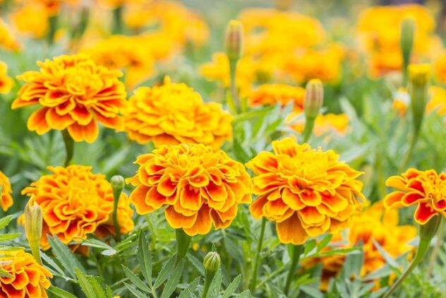 This-Month-in-Fragrance-October-2019.jpg