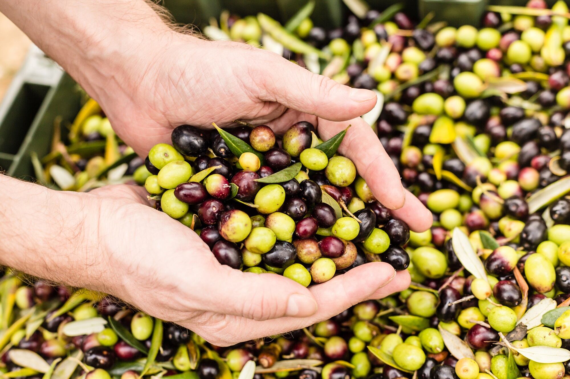 Olive oil by-products contain bioactive compounds for cosmetics