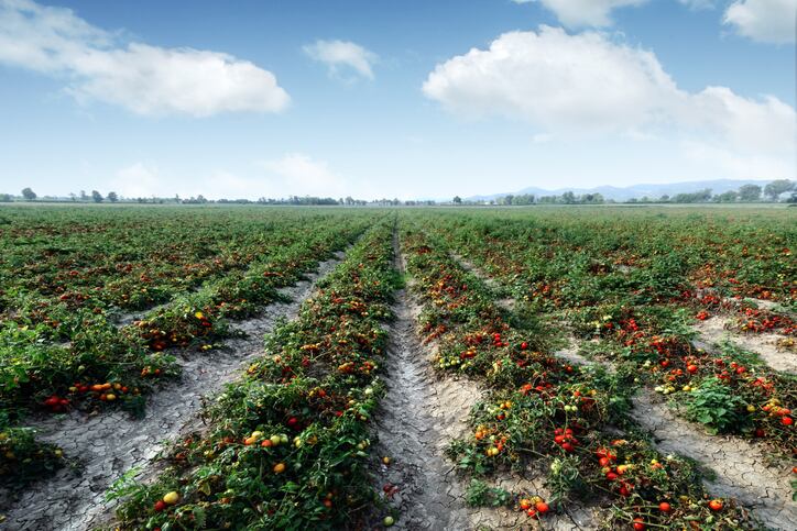 Lycored more than doubles lycopene production