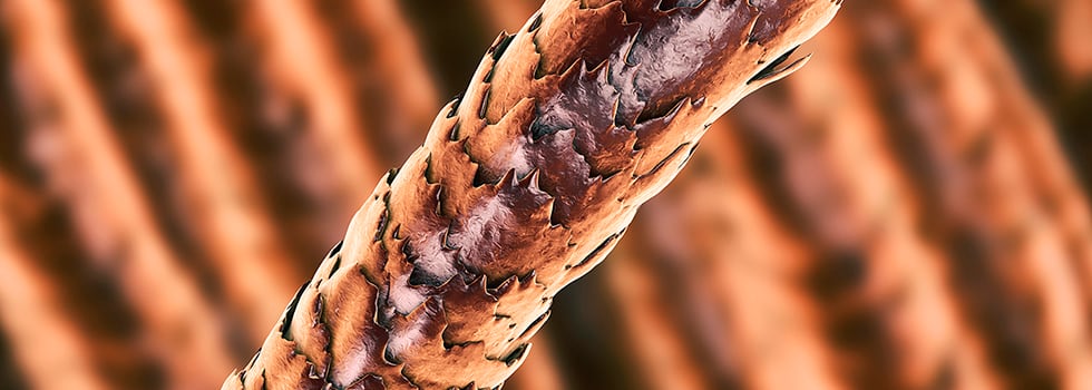 Human-hair-proteome-profiling-reveals-the-importance-of-KAPs.jpg