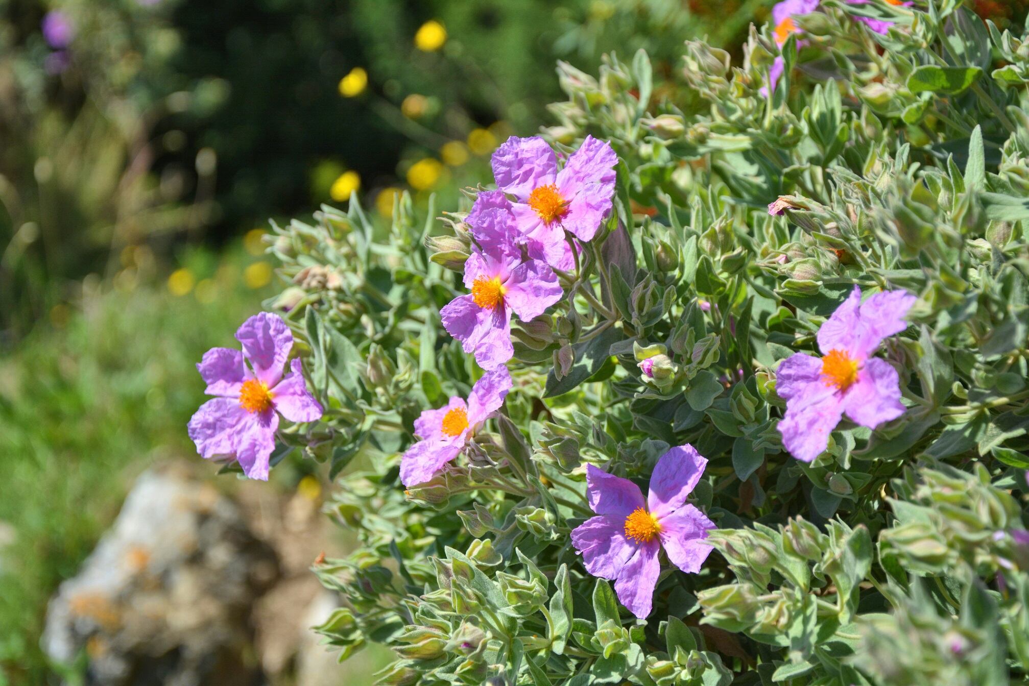 International Flavors and Fragrances study shows potential for Cistus incanus extract against stress-related signs of aging 