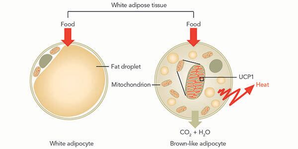 ShapePerfection_Two_Types_of_Adipocytes.jpg