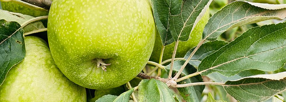 Upcycling-apple-waste-to-create-an-effective-and-sustainable-well-aging-ingredient.jpg