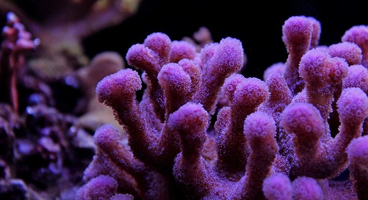 Natural beauty brand MyChelle helps fund marine conservation efforts