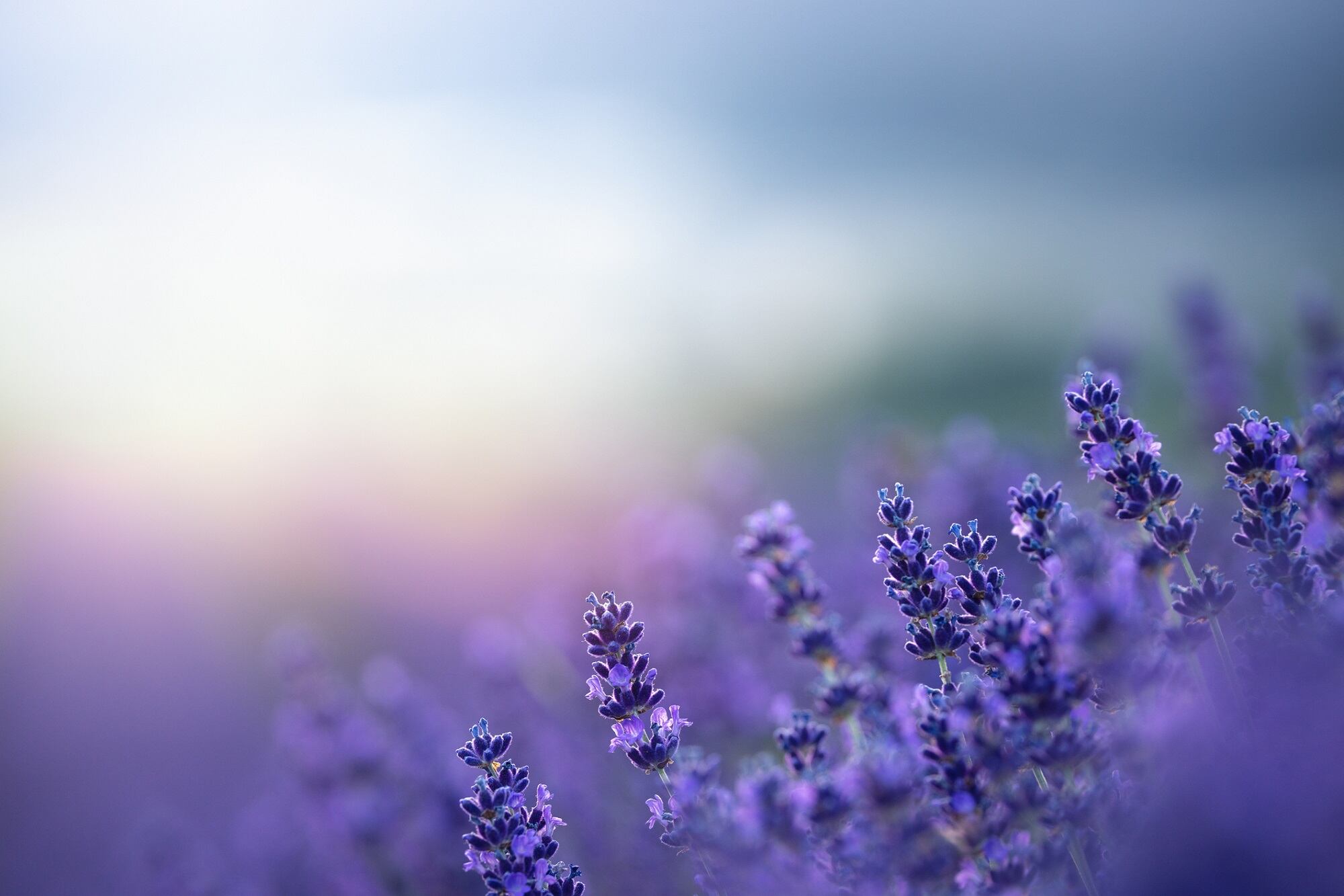 Robertet ActiScents explores the hidden cosmetic properties of fragrances 
