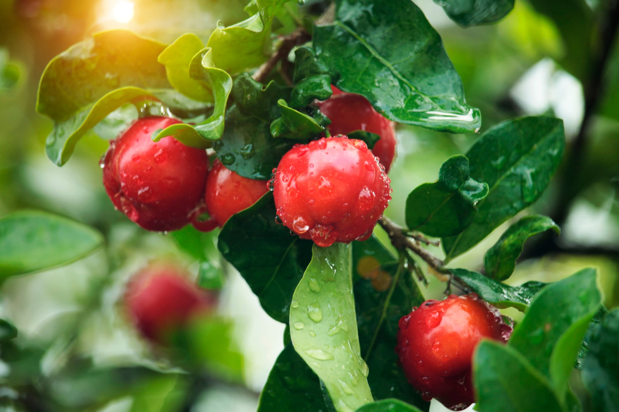 Harnessing fermentation: OnScent’s approach to sustainable skin care