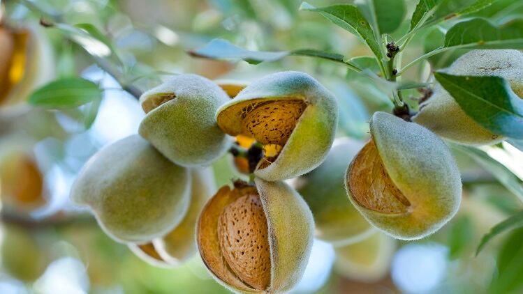 Almond-derived cosmetic ingredient traceability easier with CASP