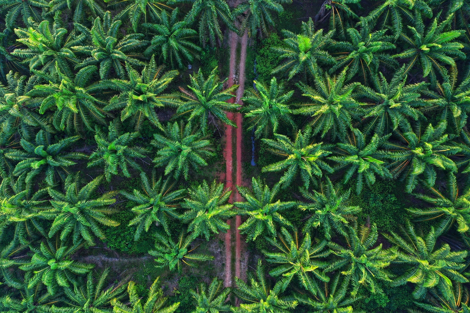 Sustainable palm oil: BASF exec discusses RSPO membership, improved supply chain traceability and more