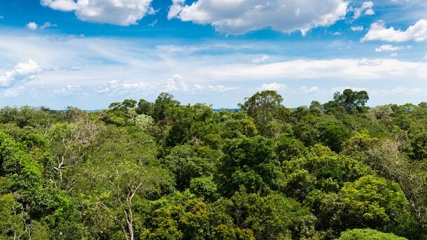Amazon-rainforest.jpg