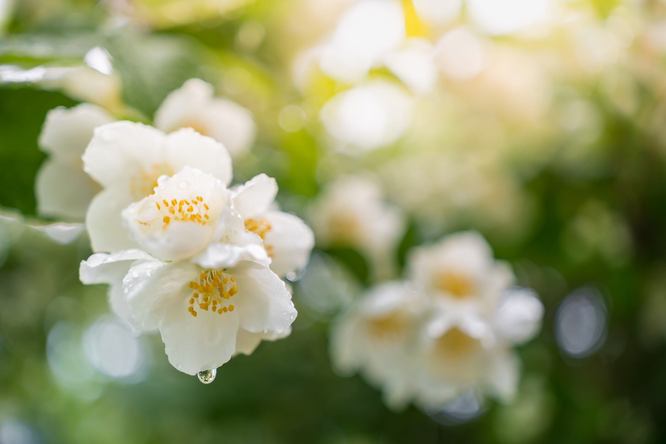 "We view the creators we work with as true partners throughout the process," said Dossier’s COO and CMO in a Q&A with CosmeticsDesign.