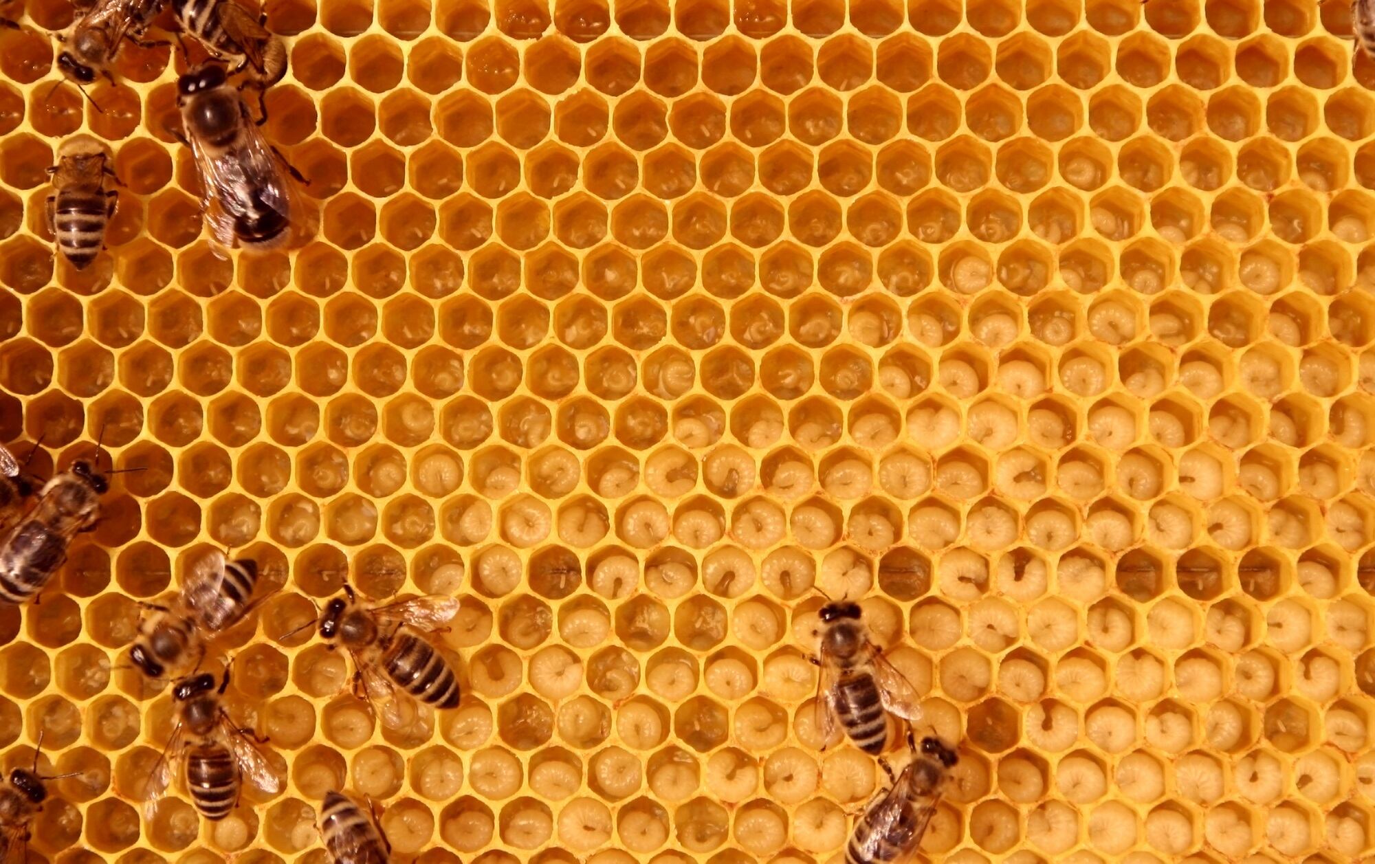 Koster Keunen: “The Bee Story” highlights sustainability commitment