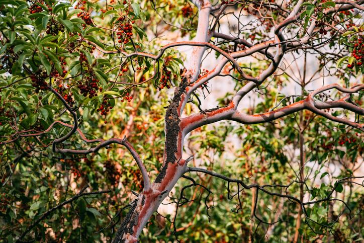 To fragrance and beyond: Quintis on Australian-grown sandalwood in personal care