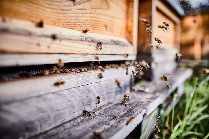 Beauty buzz? Bee venom promising in antioxidant prototype skin care study