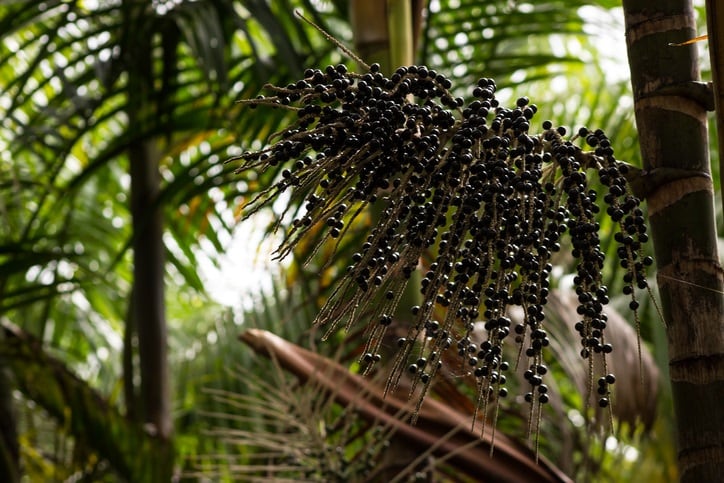 acai.jpg