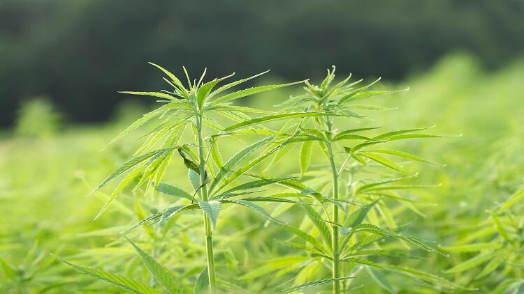 Cash crop: Thai authorities approve use of hemp in food, cosmetics and CBD in herbal products 