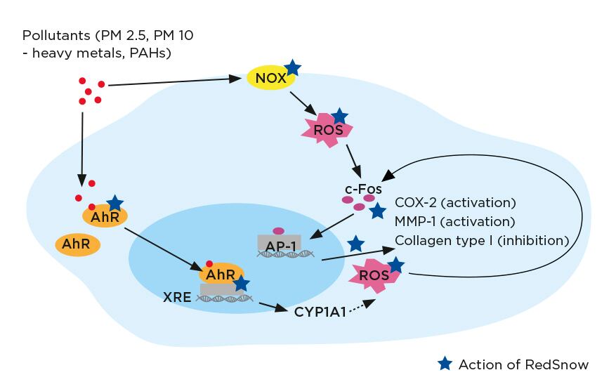 RedSnow-Mechanism-of-action.jpg